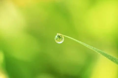 Close-up of abstract dew drops on grass with variable focus and blurred backg Stock Photos