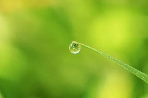 Close-up of abstract dew drops on grass with variable focus and blurred backg Stock Photos