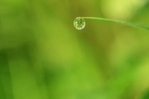 Close-up of abstract dew drops on grass with variable focus and blurred backg Stock Photos