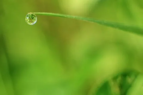 Close-up of abstract dew drops on grass with variable focus and blurred backg Stock Photos