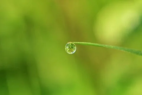 Close-up of abstract dew drops on grass with variable focus and blurred backg Stock Photos