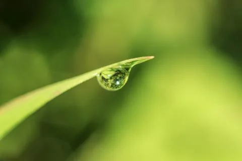 Close-up of abstract dew drops on grass with variable focus and blurred backg Stock Photos