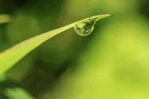 Close-up of abstract dew drops on grass with variable focus and blurred backg Stock Photos