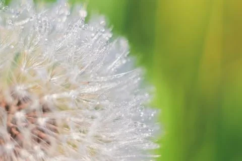 Close-up of abstract dew drops on a one white dandelion with variable focus a Stock Photos