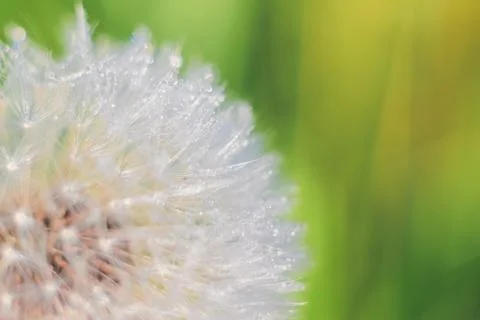 Close-up of abstract dew drops on a one white dandelion with variable focus a Stock Photos
