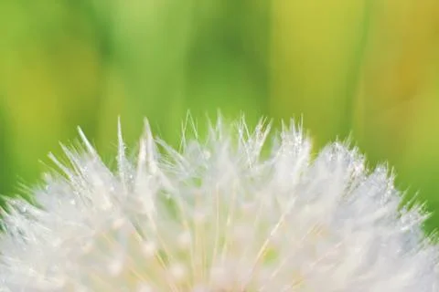 Close-up of abstract dew drops on a one white dandelion with variable focus a Stock Photos