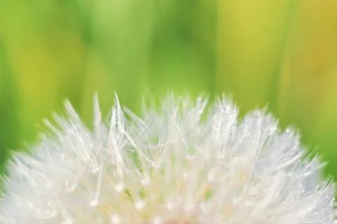 Close-up of abstract dew drops on a one white dandelion with variable focus a Stock Photos