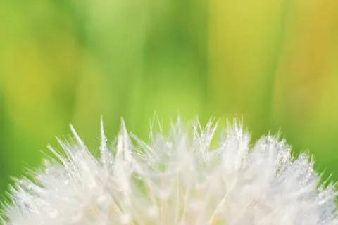Close-up of abstract dew drops on a one white dandelion with variable focus a Stock Photos