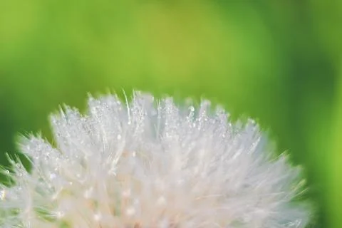 Close-up of abstract dew drops on a one white dandelion with variable focus a Stock Photos