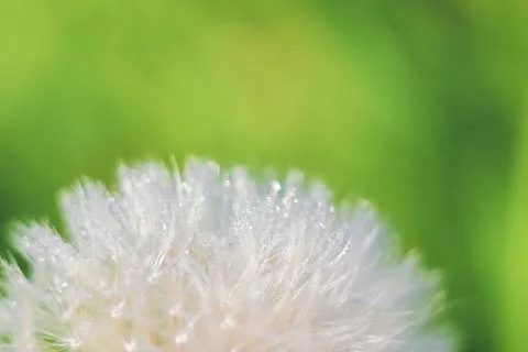 Close-up of abstract dew drops on a one white dandelion with variable focus a Foto stock