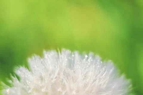 Close-up of abstract dew drops on a one white dandelion with variable focus a Stock Photos