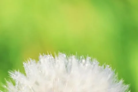 Close-up of abstract dew drops on a one white dandelion with variable focus a Foto stock