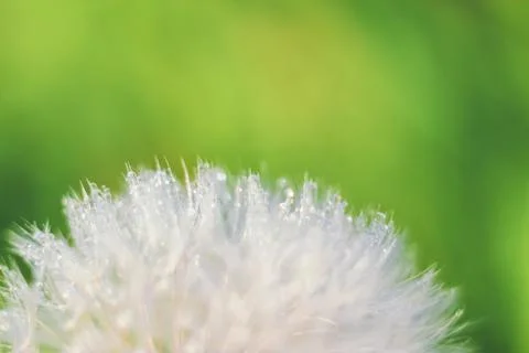 Close-up of abstract dew drops on a one white dandelion with variable focus a Stock Photos