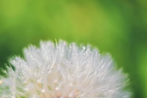 Close-up of abstract dew drops on a one white dandelion with variable focus a Stock Photos