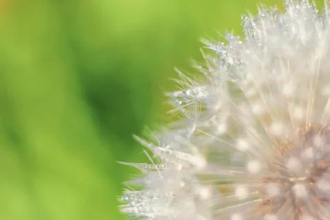 Close-up of abstract dew drops on a one white dandelion with variable focus a Stock Photos