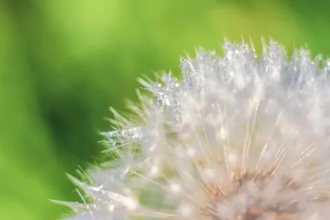 Close-up of abstract dew drops on a one white dandelion with variable focus a Stock Photos