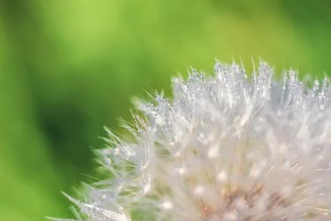 Close-up of abstract dew drops on a one white dandelion with variable focus a Stock Photos