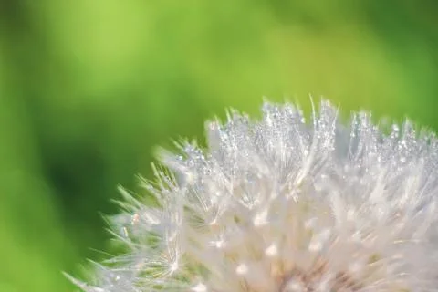 Close-up of abstract dew drops on a one white dandelion with variable focus a Stock Photos