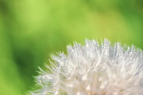 Close-up of abstract dew drops on a one white dandelion with variable focus a Stock Photos