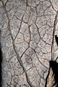 Close up of abstract dried large leaf veins Stock Photos