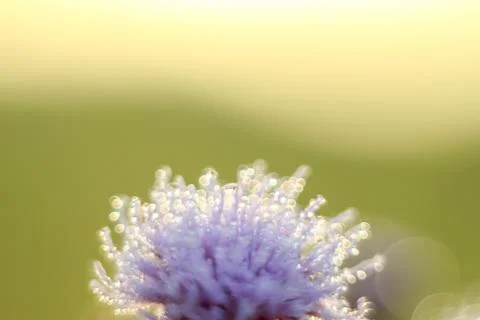 Close-up of abstract drops on a dry flower with variable focus and blurred ba Stock Photos