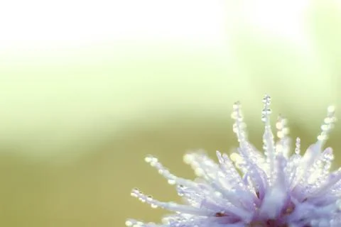 Close-up of abstract drops on a dry flower with variable focus and blurred ba Stock Photos