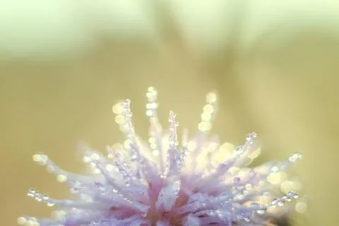 Close-up of abstract drops on a dry flower with variable focus and blurred ba Stock Photos