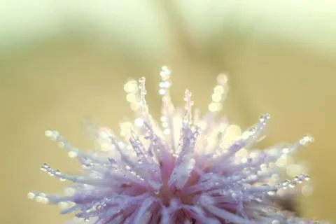 Close-up of abstract drops on a dry flower with variable focus and blurred ba Stock Photos