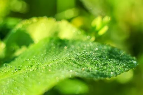 Close-up of abstract drops on a dry leaf with variable focus and blurred back Stock Photos