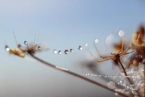 Close-up of abstract drops on a dry plant on a web with variable focus and bl Stock Photos