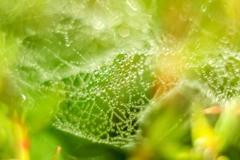 Close-up of abstract drops on a dry plant on a web with variable focus and bl Stock Photos