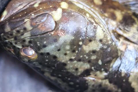 Close up abstract pattern on skin and eye of a fresh giant grouper fish Stock Photos