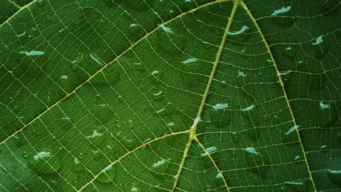 Close up abstract pattern of water droplets on a plant surface. Stock Footage 316800382