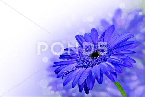 Close up abstract of purple daisy gerbera flowers Stock-Fotos