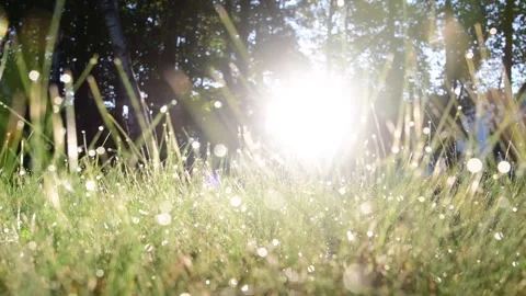 Close up abstract sunrise grass 4k Stock Footage 255664155