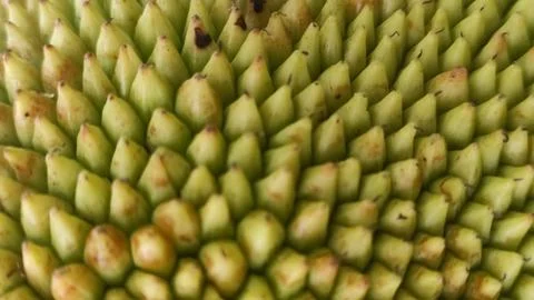 Close-up Abstract Texture of Green Jackfruit Skin Foto stock