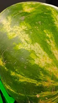 Close up abstract texture of green striped watermelon rind. 写真素材