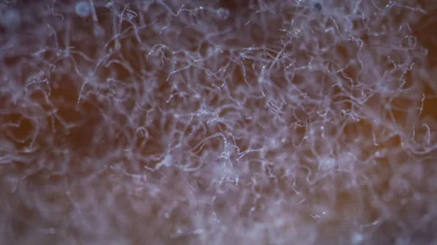Close-up abstract texture of mycelium forming intricate organic patterns... Stock Footage 340116091