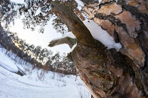 Close up abstract texture of pine tree bark covered with winter snow Stock Photos