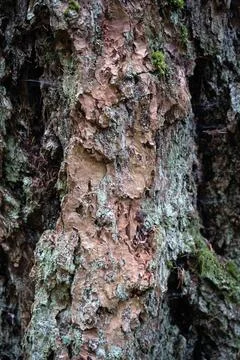 Close-up abstract texture of rough tree bark with green lichen and moss Stock Photos