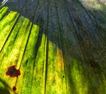 Close-up abstract view of a large, partially sunlit and shadowed green leaf.. Stock Photos