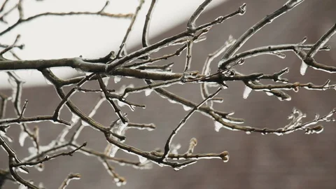 Close Up Abundant Freezing Rain on the Branches. Ice Formation. A Little Windy. Vídeos de archivo 120485980