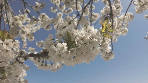 Close-up of abundantly flowering Wild Cherry Tree (Prunus avium) covered with Stock Footage 340072873