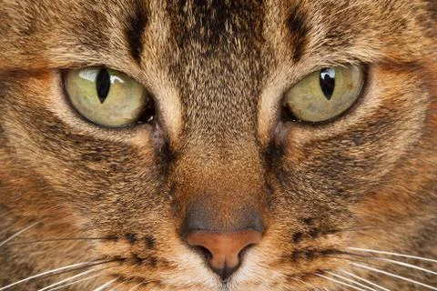 Close up of a abyssinian Stock Photos