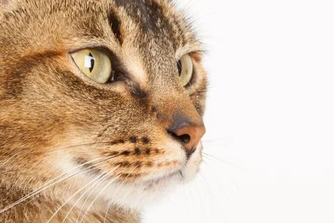 Close up of a abyssinian Stock Photos