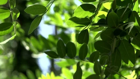 Close up of acacia leaves green background with sun. Nature, freshness Stock Footage 101396537