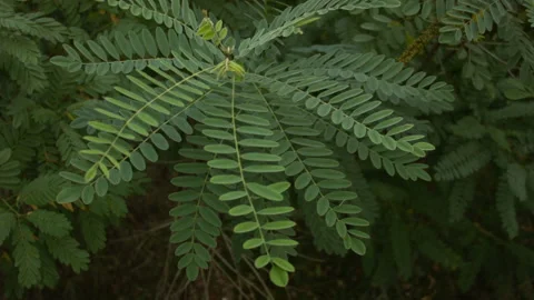 Close-up of acacia leaves in the wind. 스톡 동영상 114683606