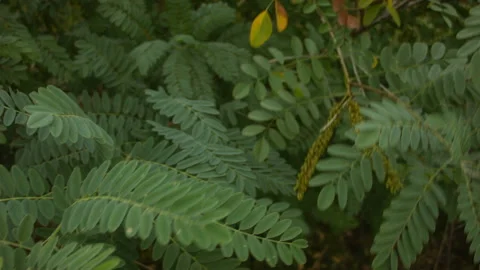 Close-up of acacia leaves in the wind. Vídeos de archivo 114683628