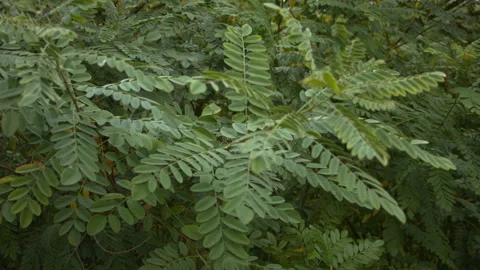 Close-up of acacia leaves in the wind. Video stock 114683949