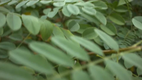 Close-up of acacia leaves in the wind. Stock Footage 114695661